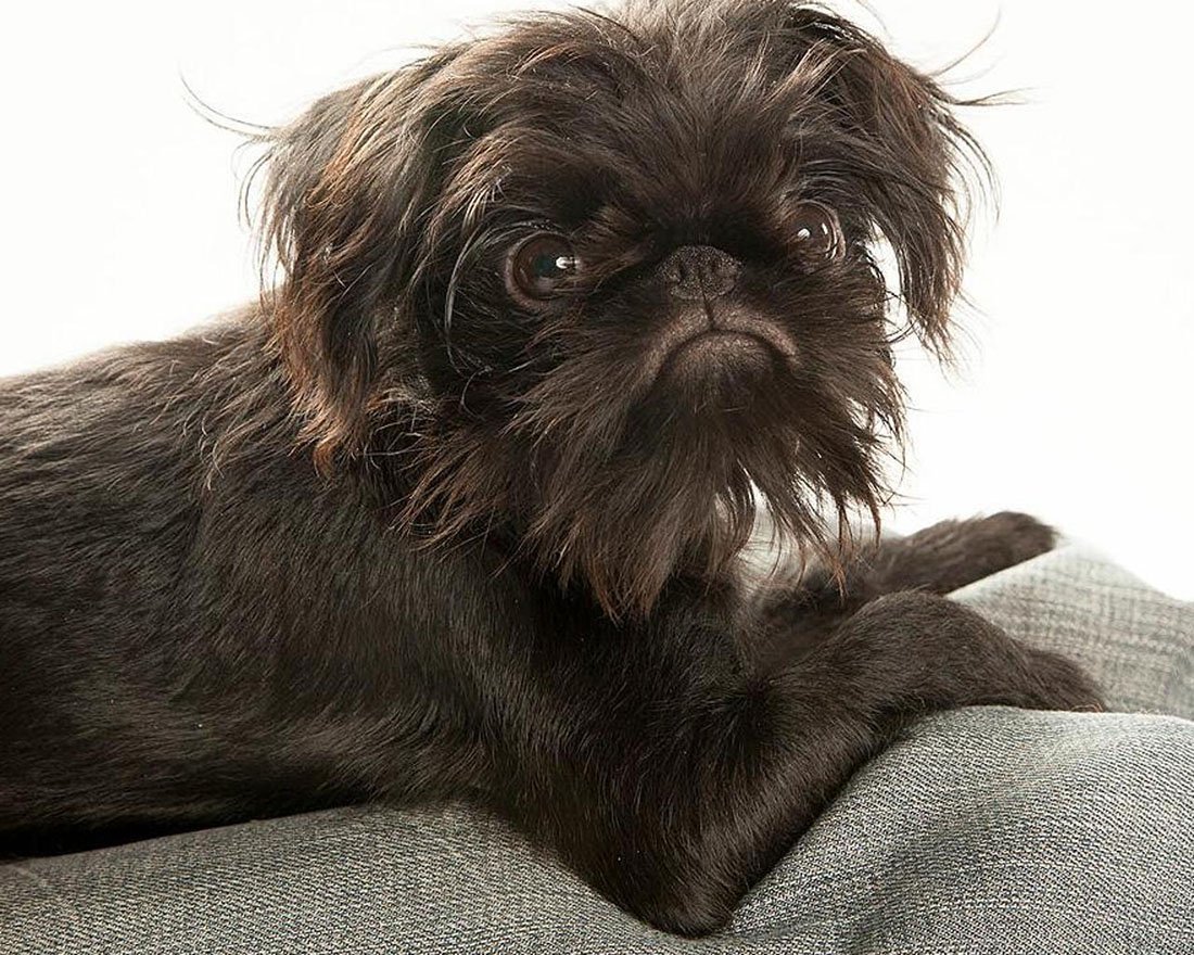 Брюссельский гриффон Чубака