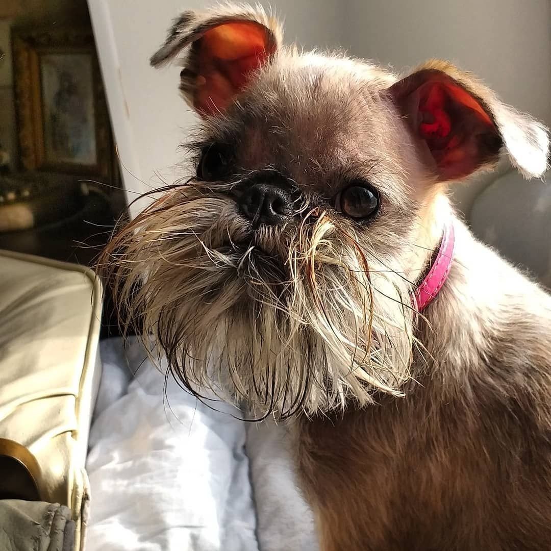 Брюссельский гриффон собака