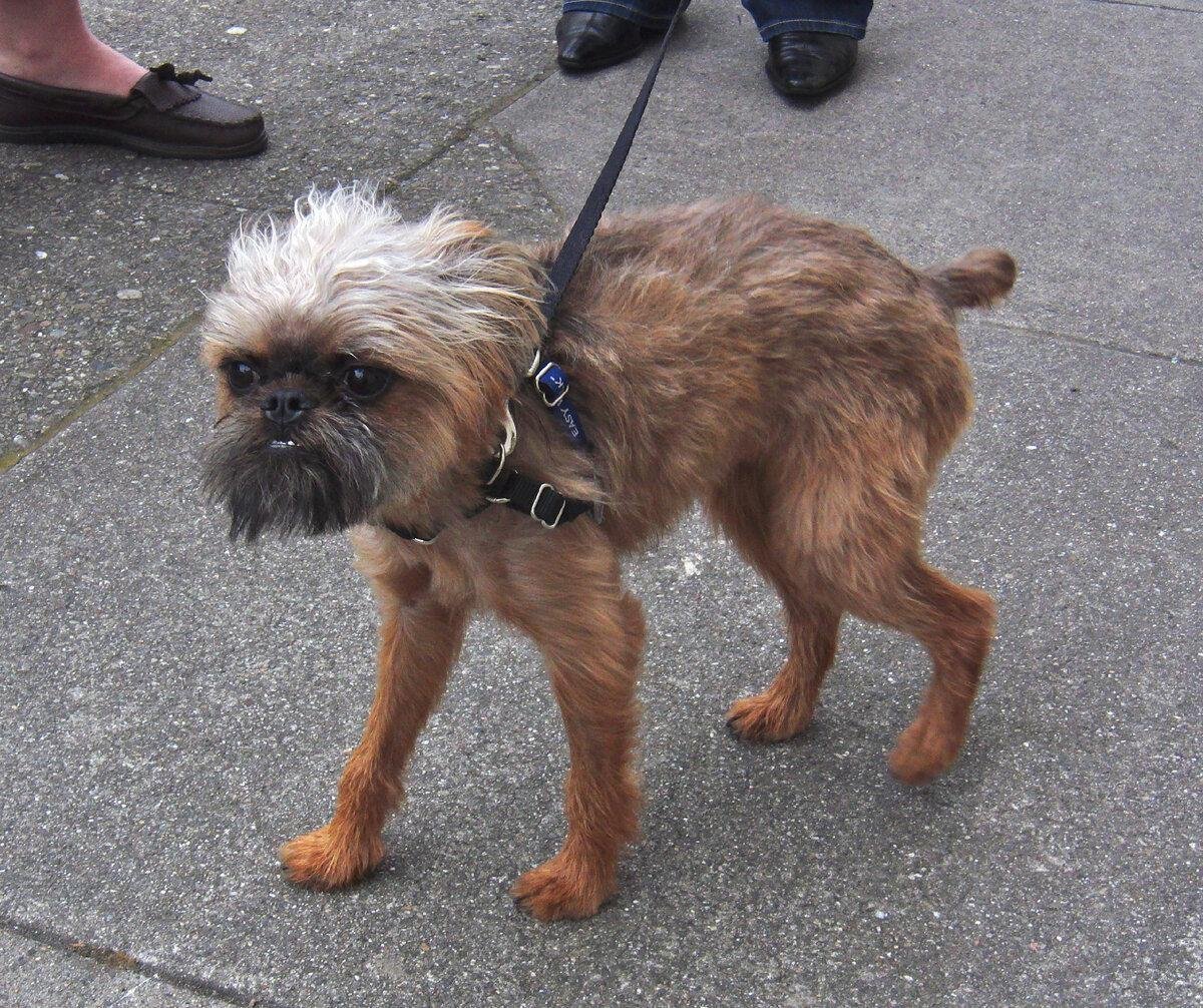 Гриффон собака зимой