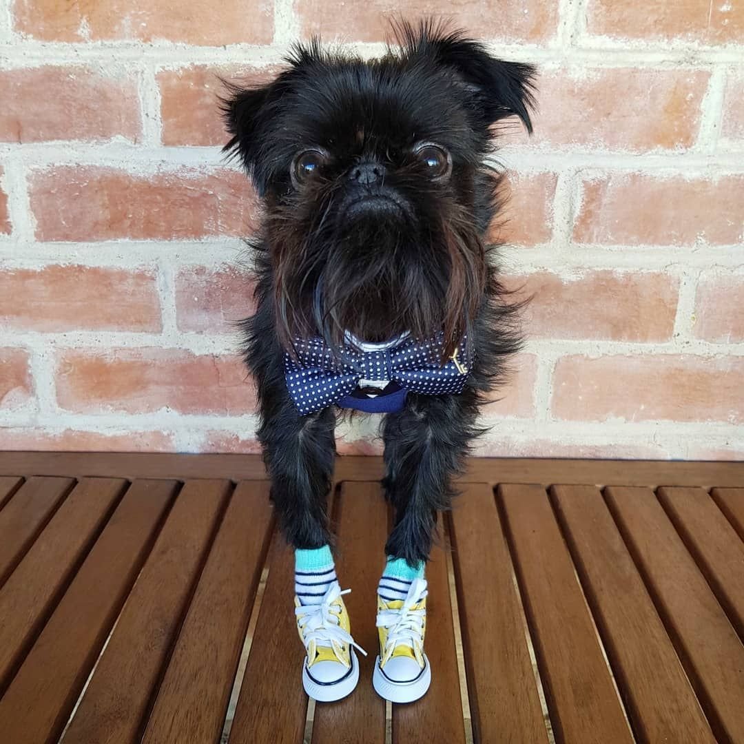 Бельгийский Грифон смешнве