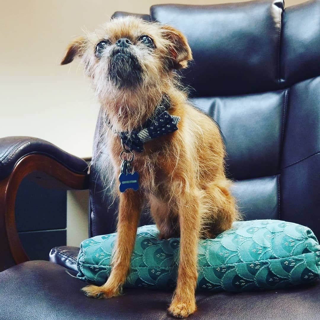 Брюсельский Грифон собака