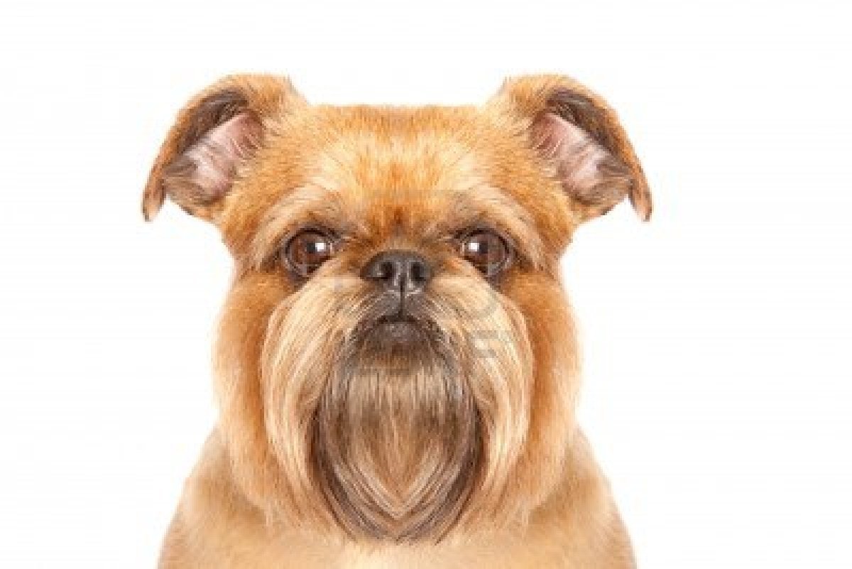 Солид черный Брюссельский гриффон