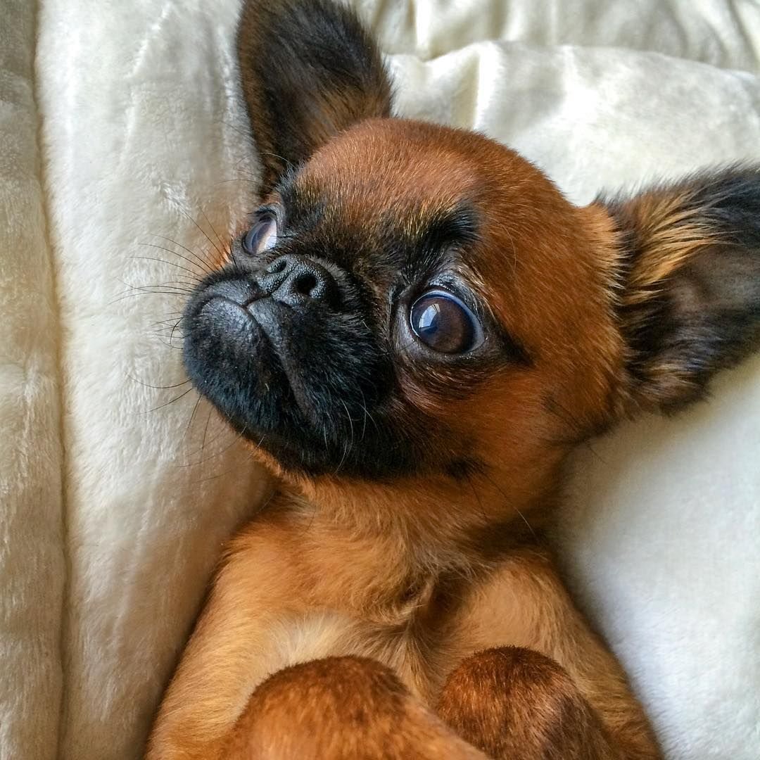 Брюссельский гриффон на белом фоне