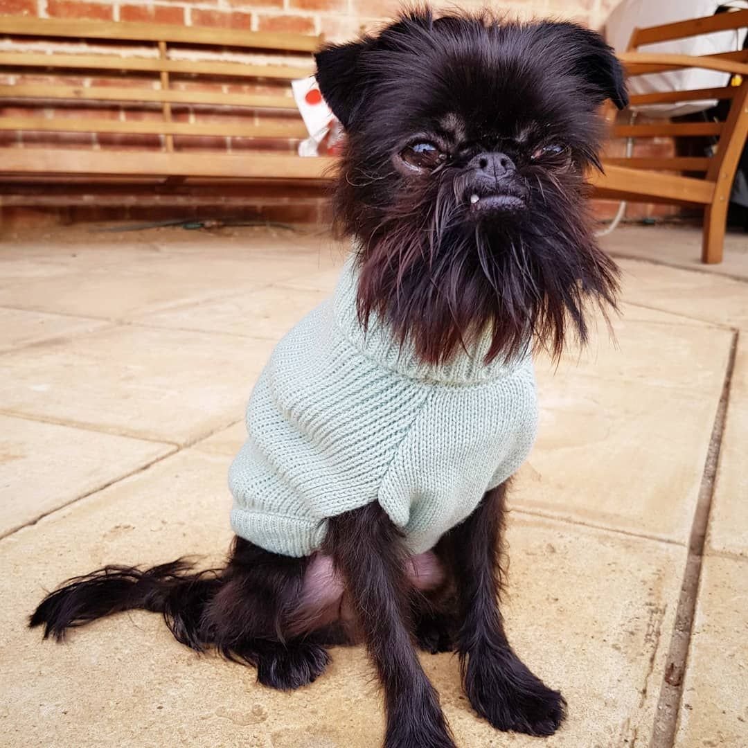 Брюссельский гриффон без бороды