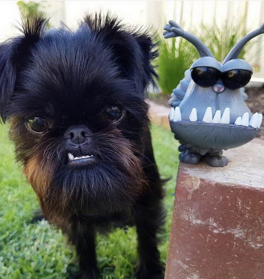 На тебя гавкнуть или сам убежишь