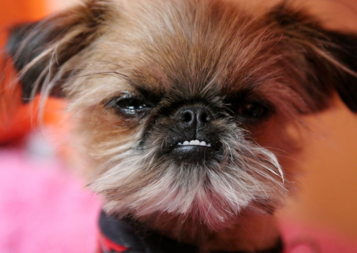 Бельгийский гриффон кальмар