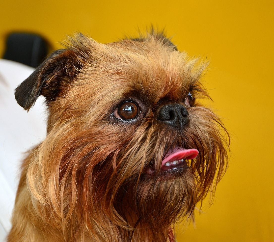 Чубакка и гриффон