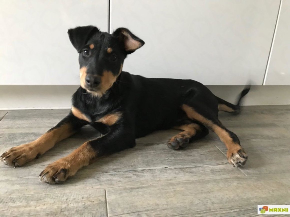 Метис карликового пинчера