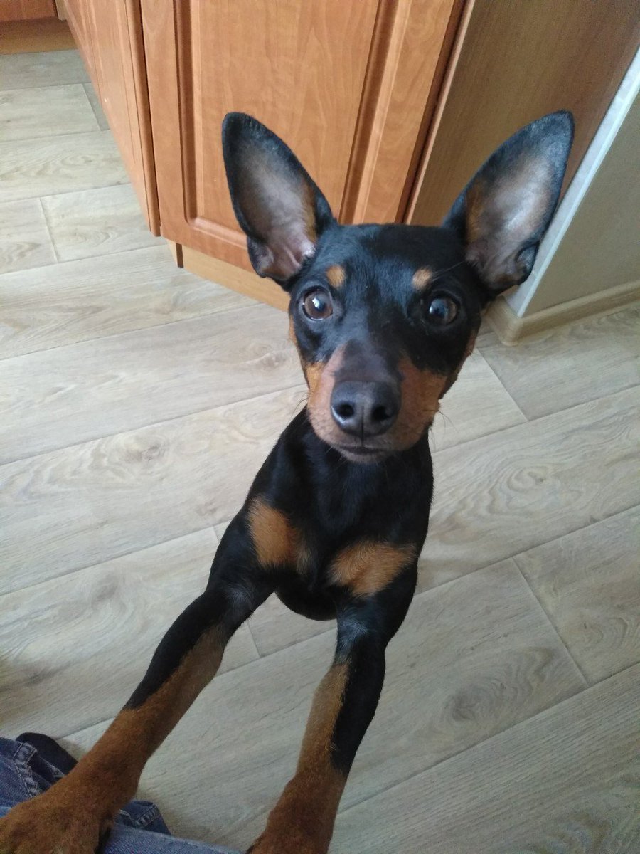 Собака Доберман щенок