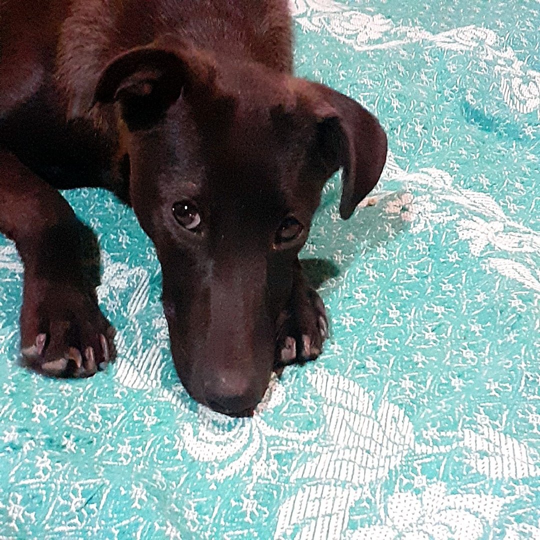 Метис таксы и пинчера