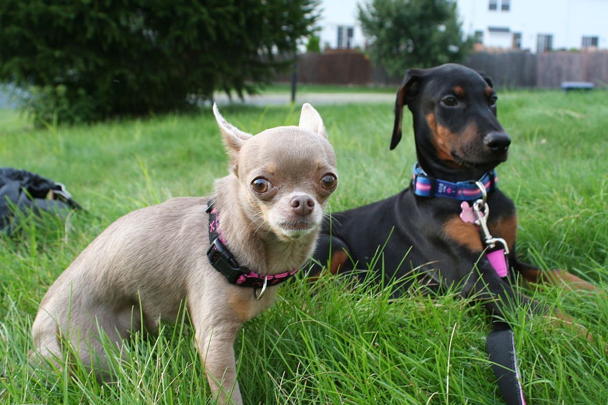 Пинчер Ирполэнд Вашингтон