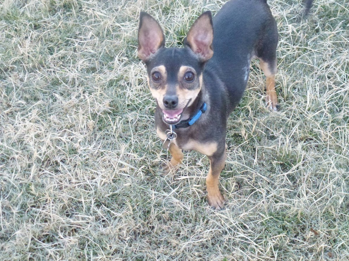 Ягдтерьер и Цвергпинчер