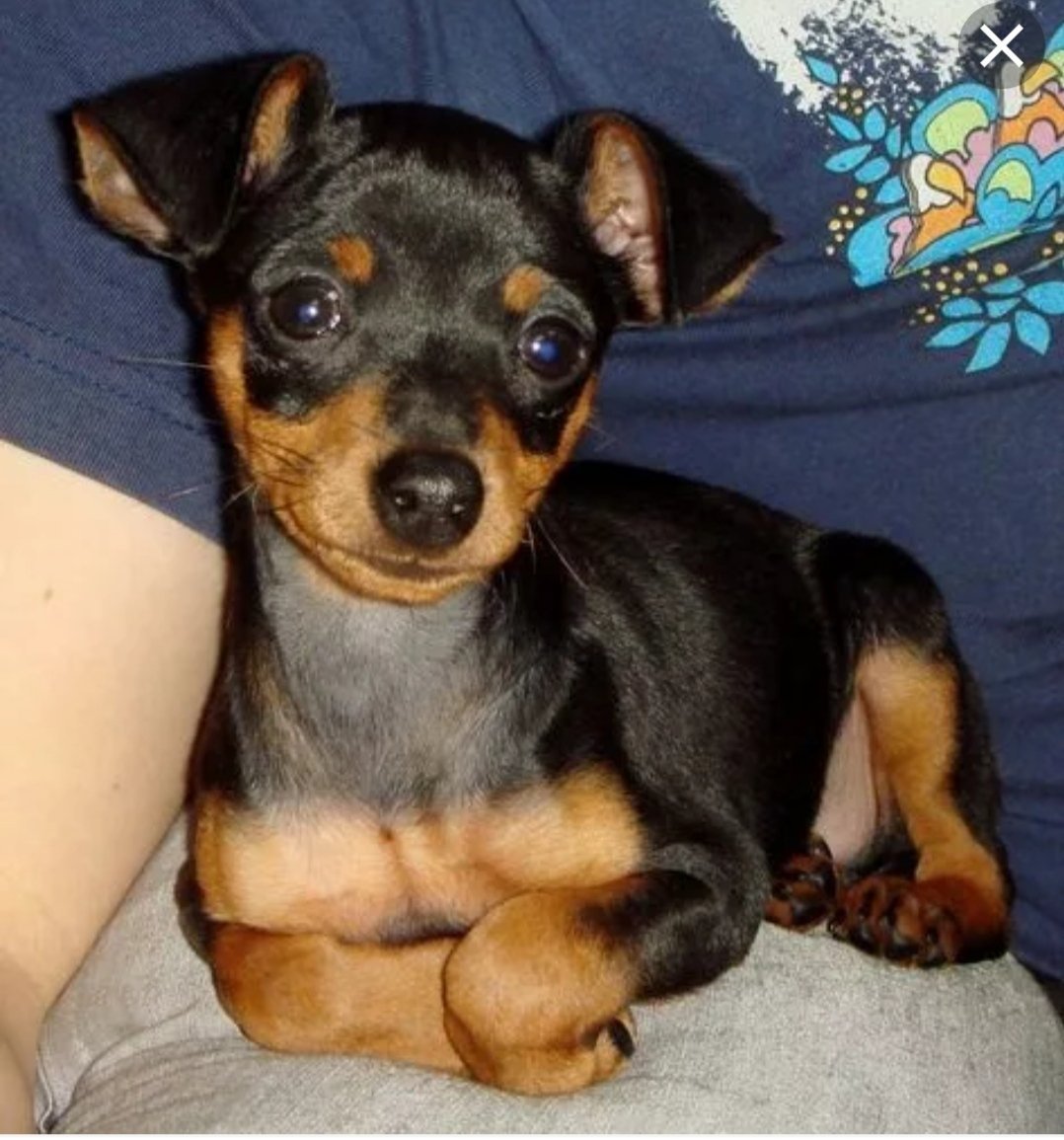 Карликовый пинчер пушистый