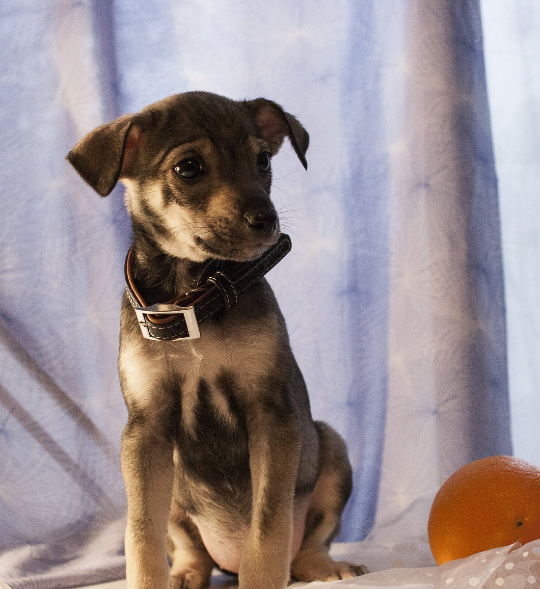 Карликовый пинчер помесь