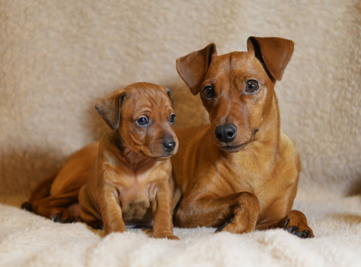 Цвергпинчер и чихуахуа метис
