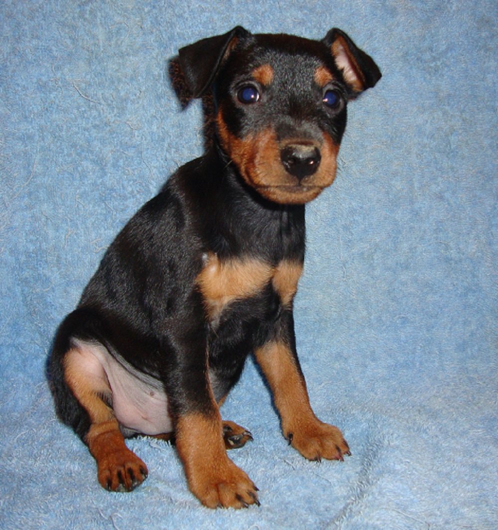 Смесь добермана и чихуахуа