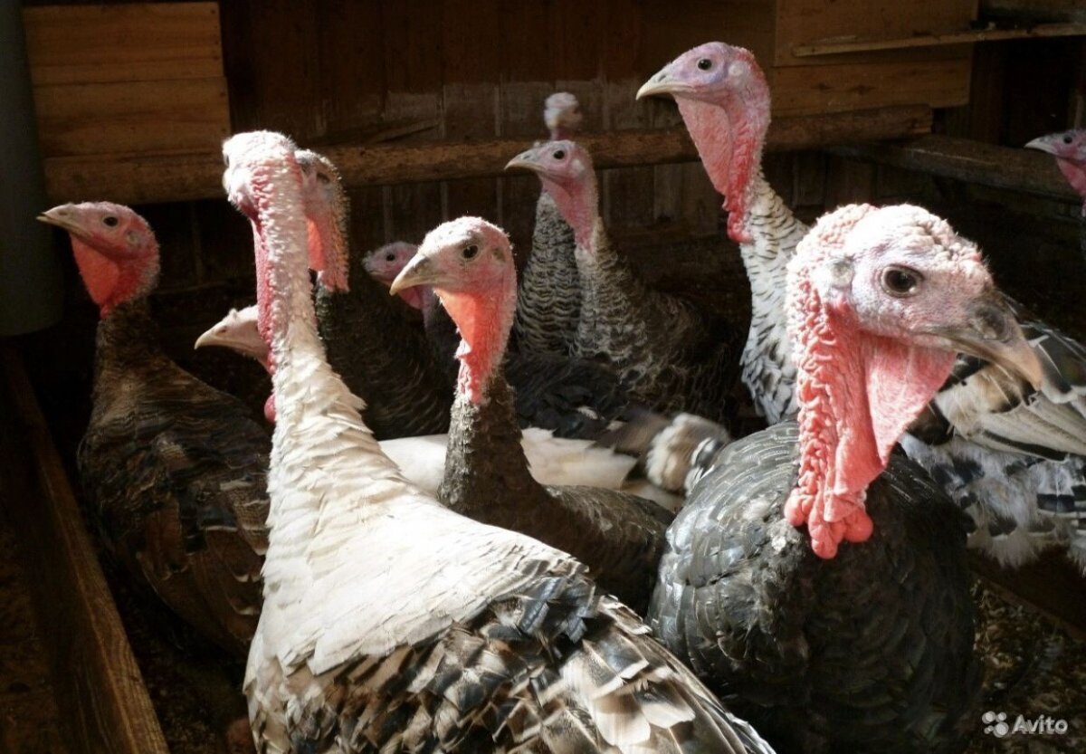 Животные похожие на индюка