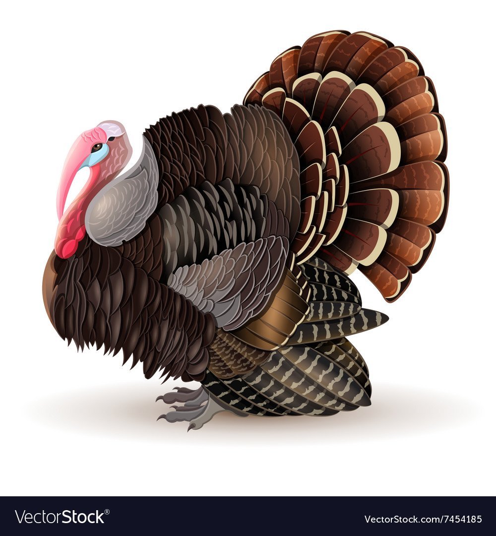 Wild Turkey индюк