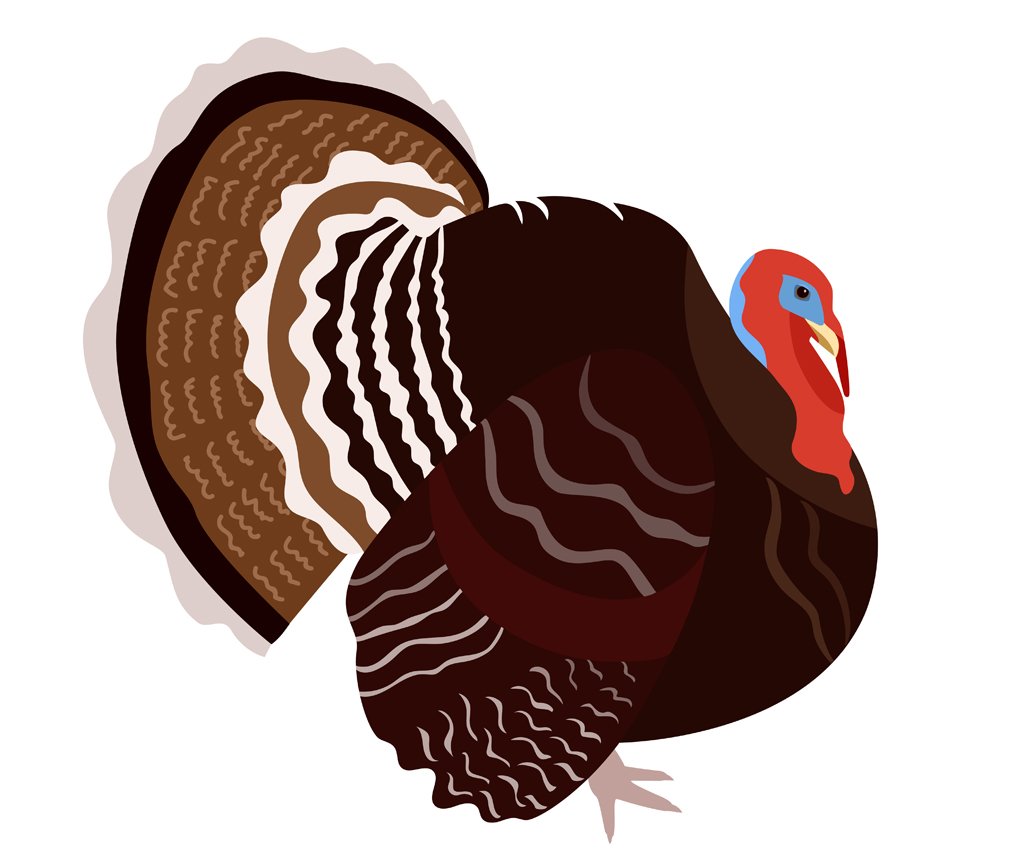 Индюк и индюшка вектор