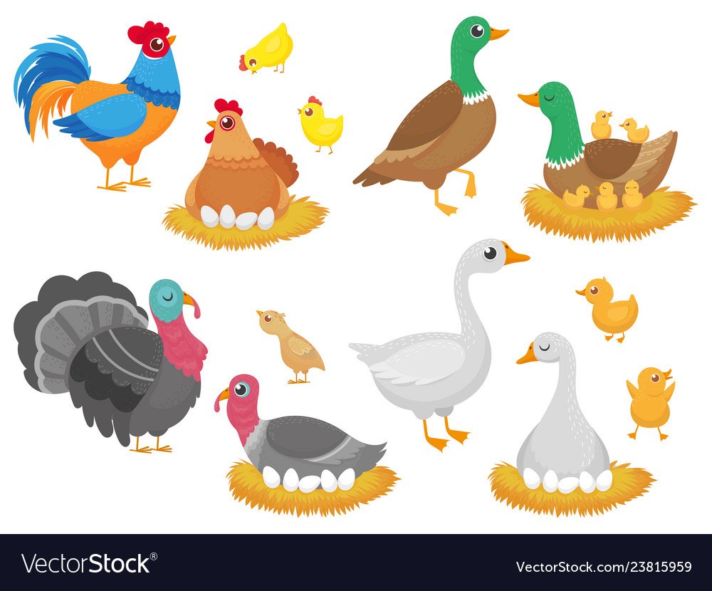 Домашние птицы вектор