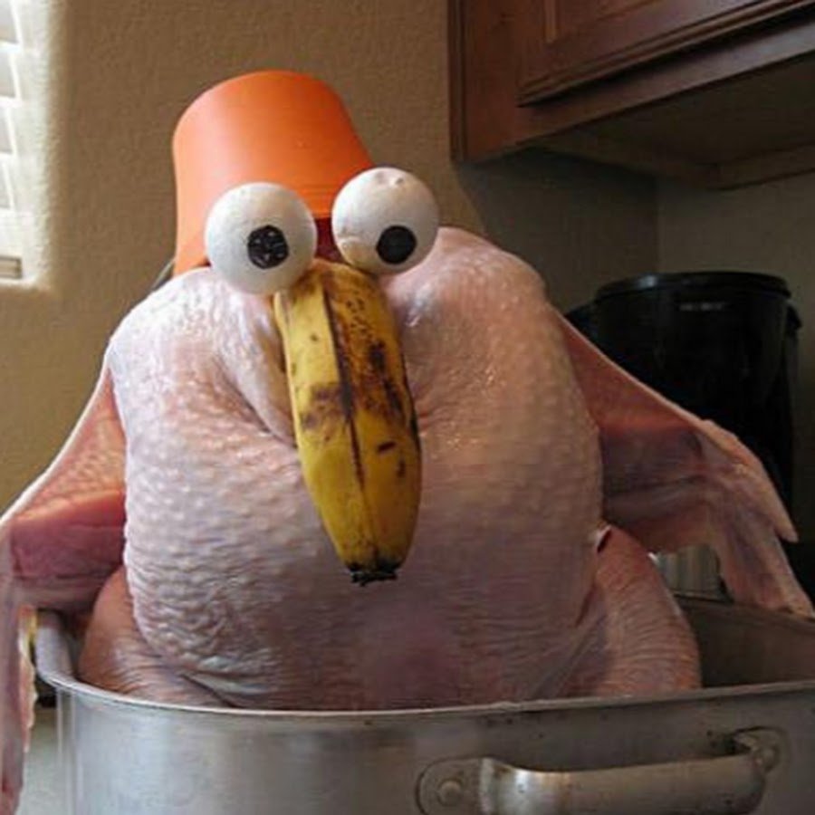 Индюки на природе