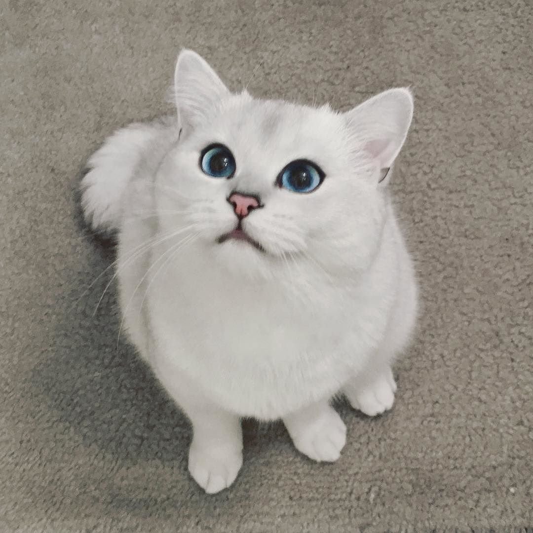 Коты Шелеста