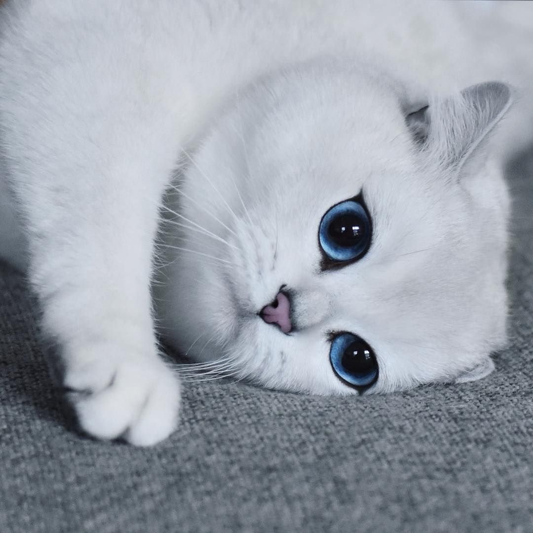 Британская шиншилла Коби