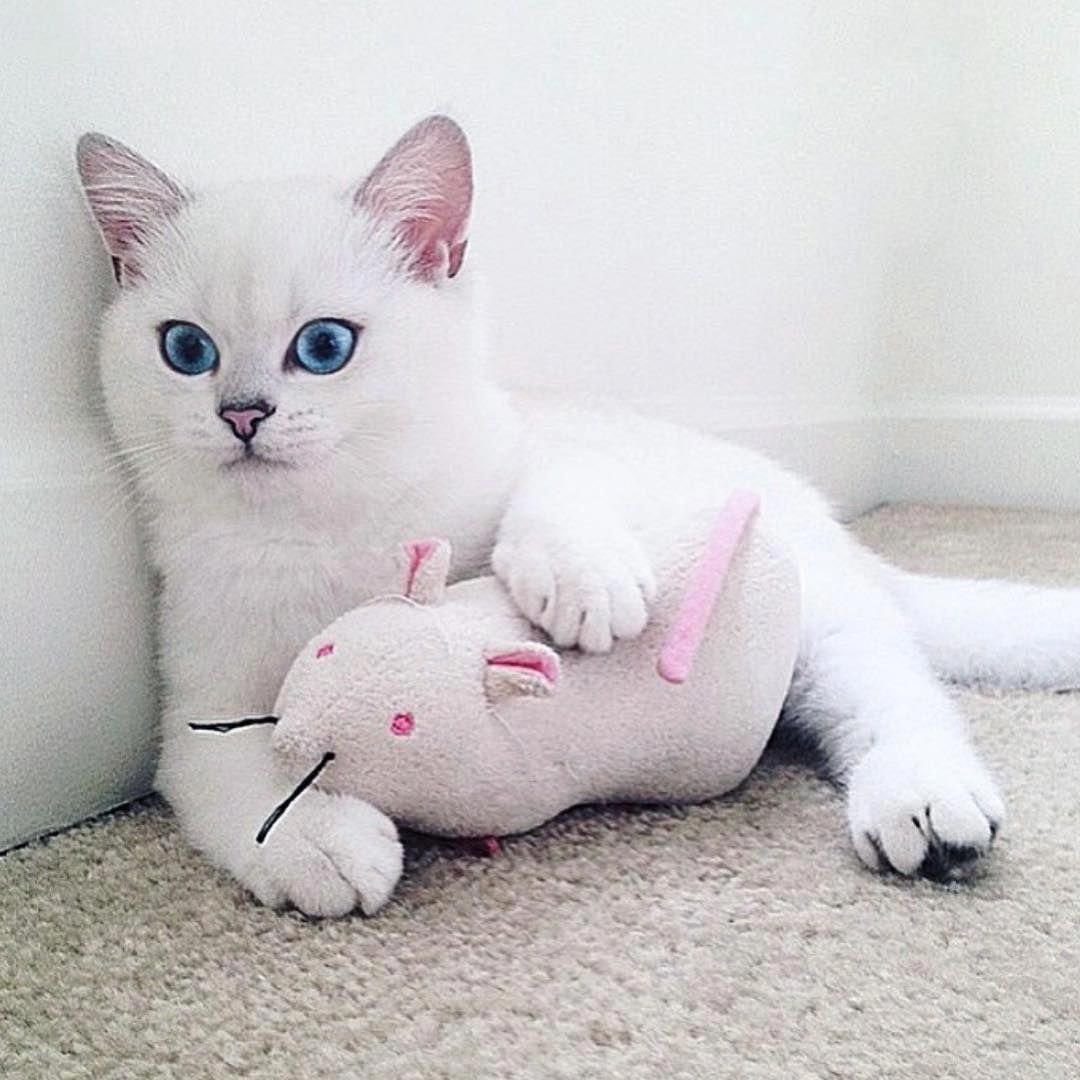 Белая кошка Инстаграм