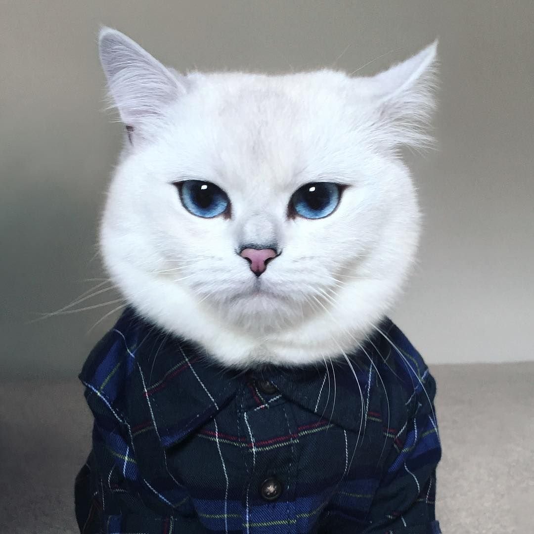 Кот Шелеста алмазик