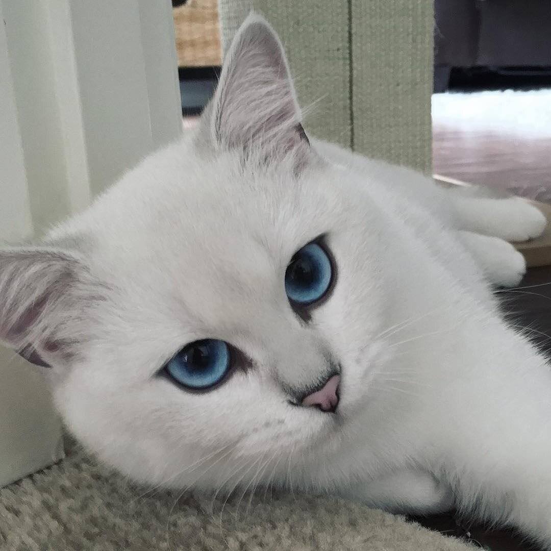 Коби котенок