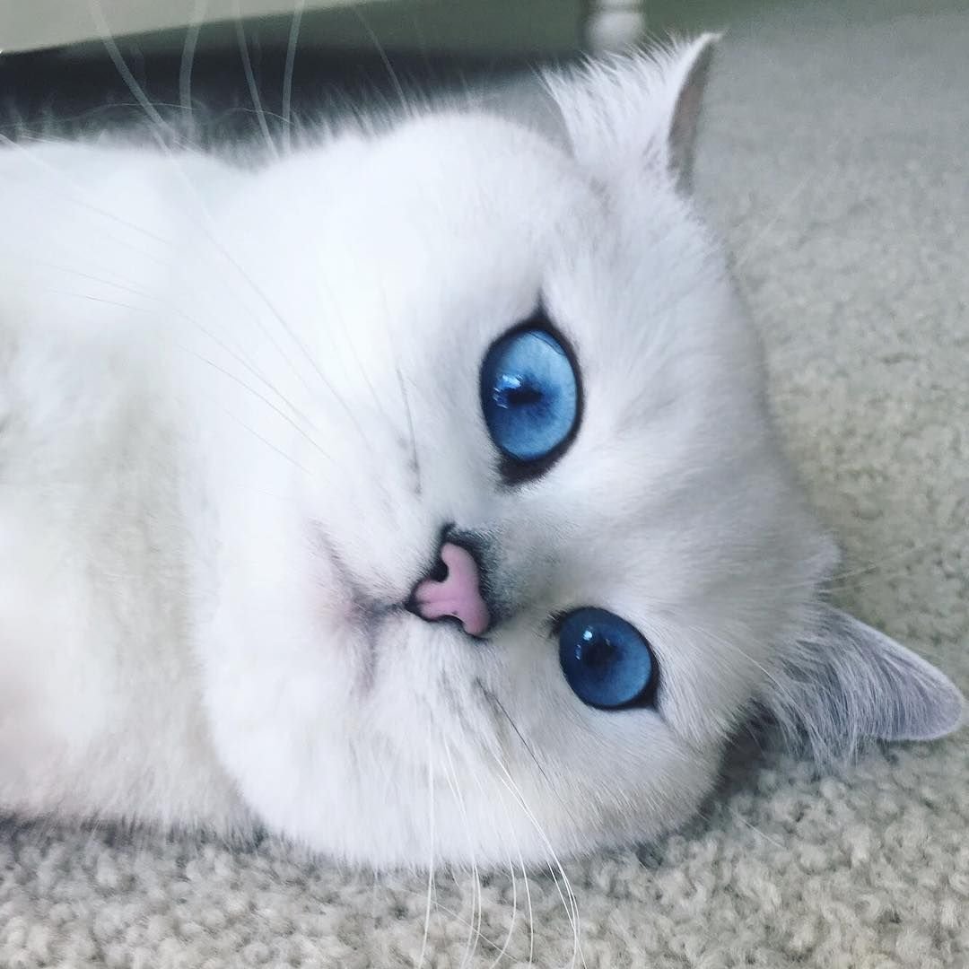 Шиншилла Пойнт Коби