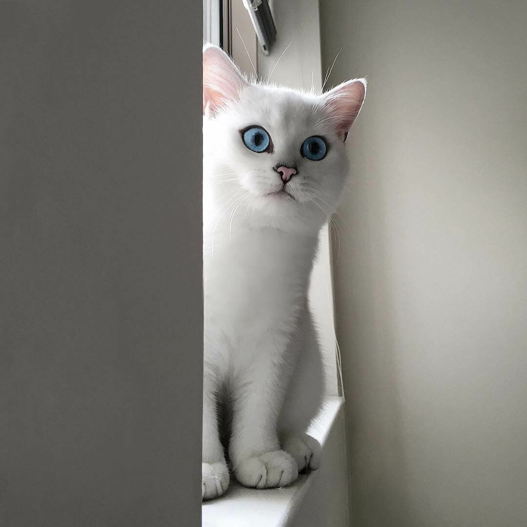 Мелисса киса