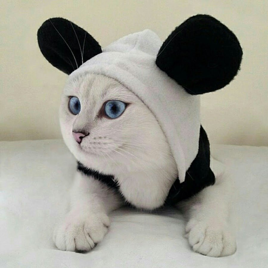 Британская шиншилла Коби