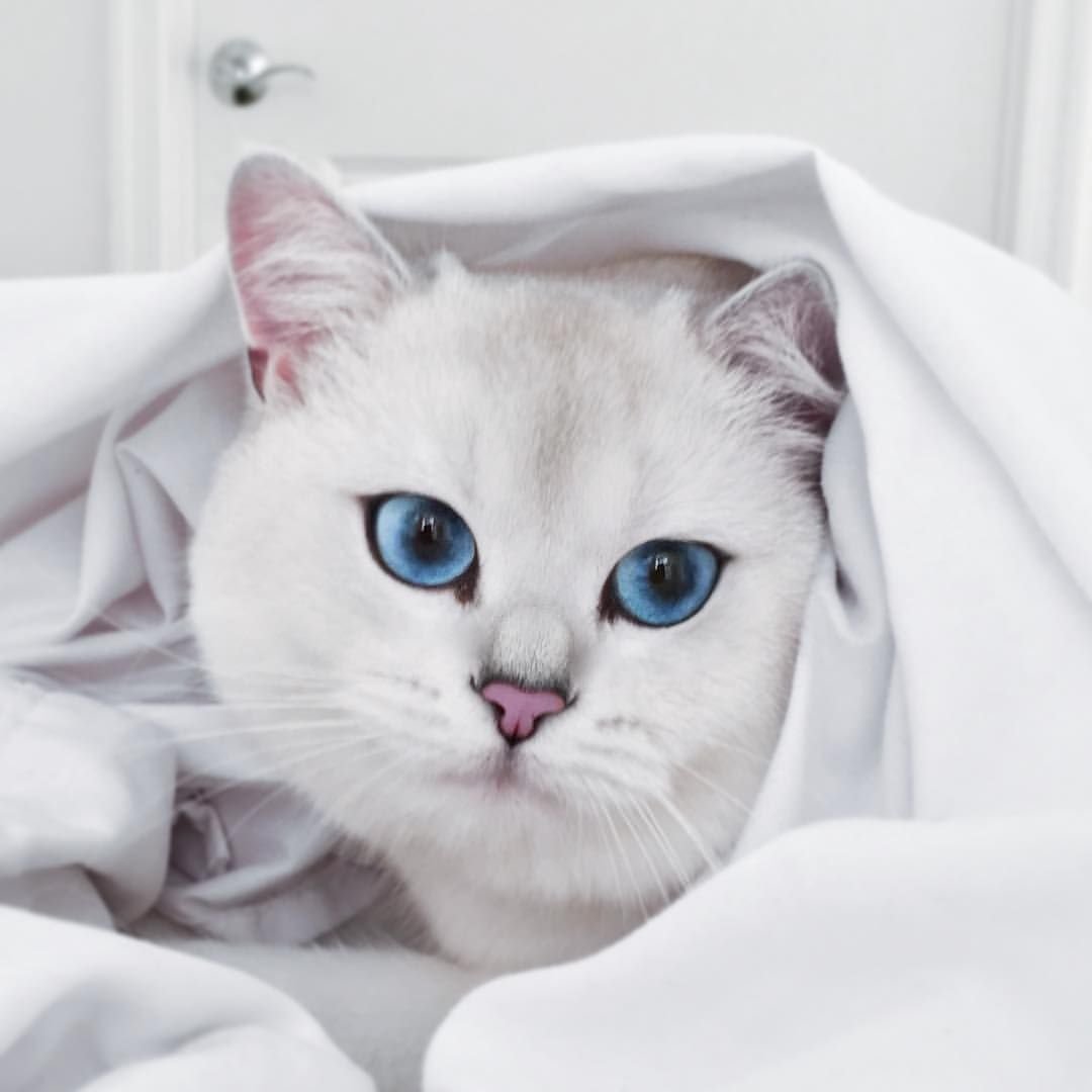 Белый кот Коби