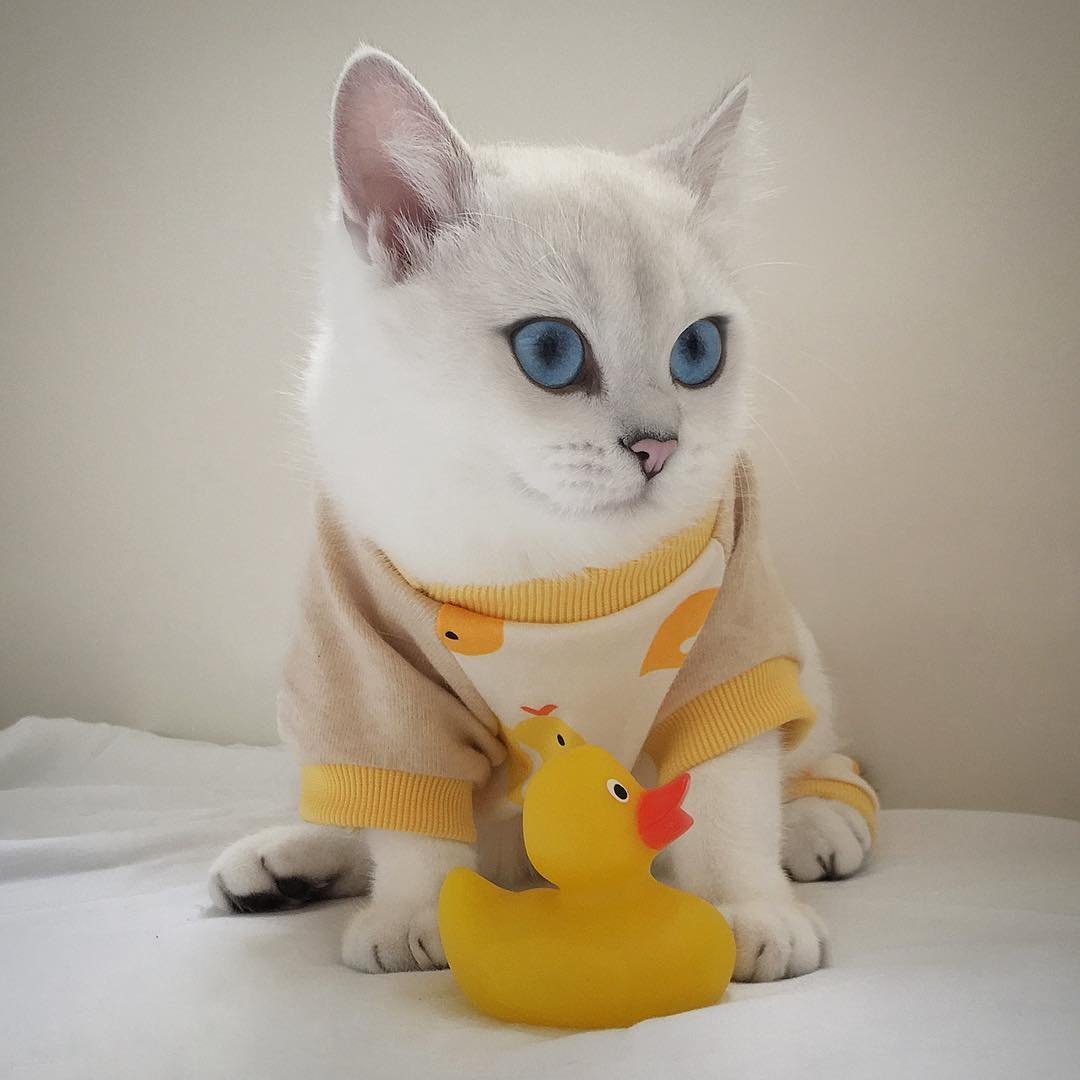 Британская шиншилла Коби