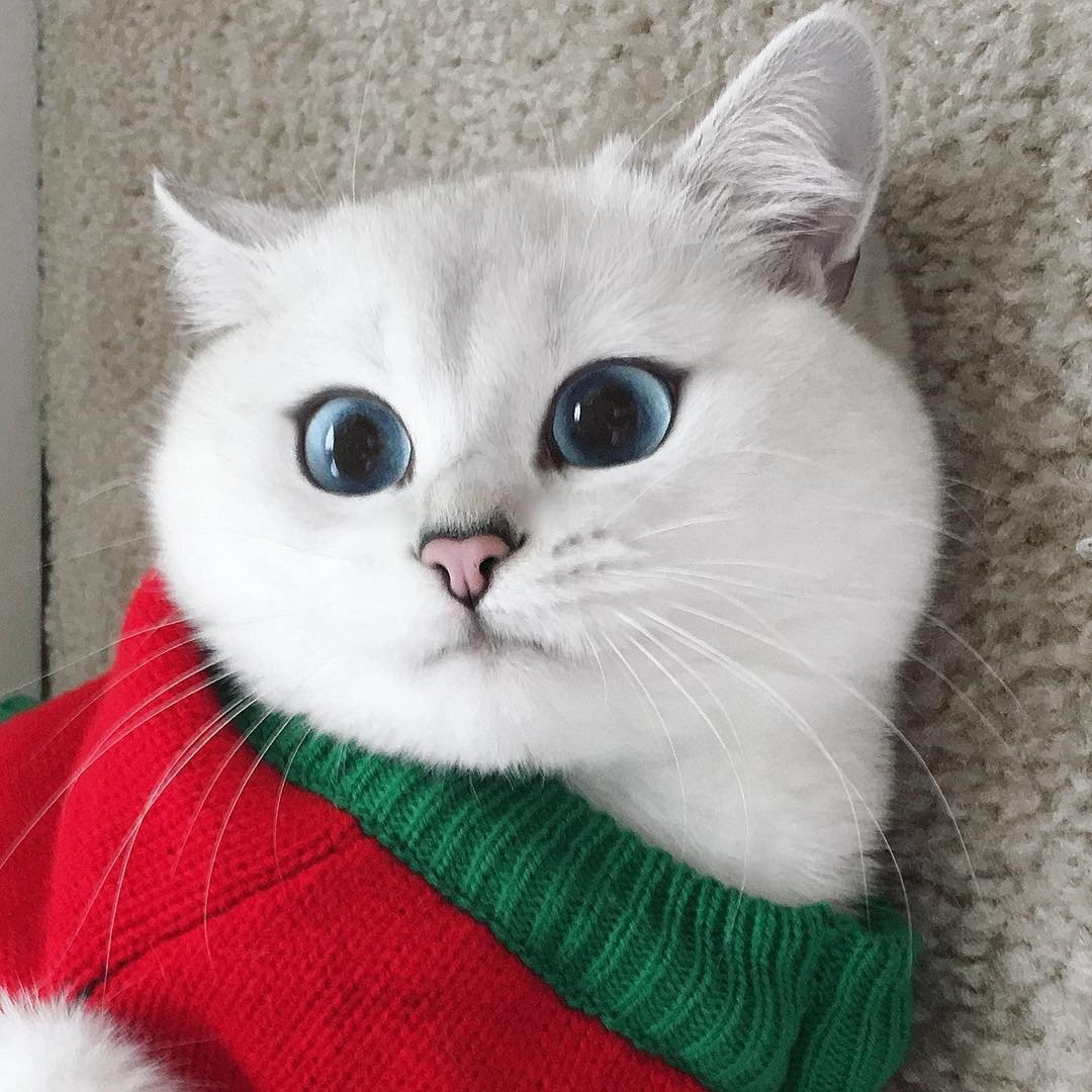 Британская кошка Коби