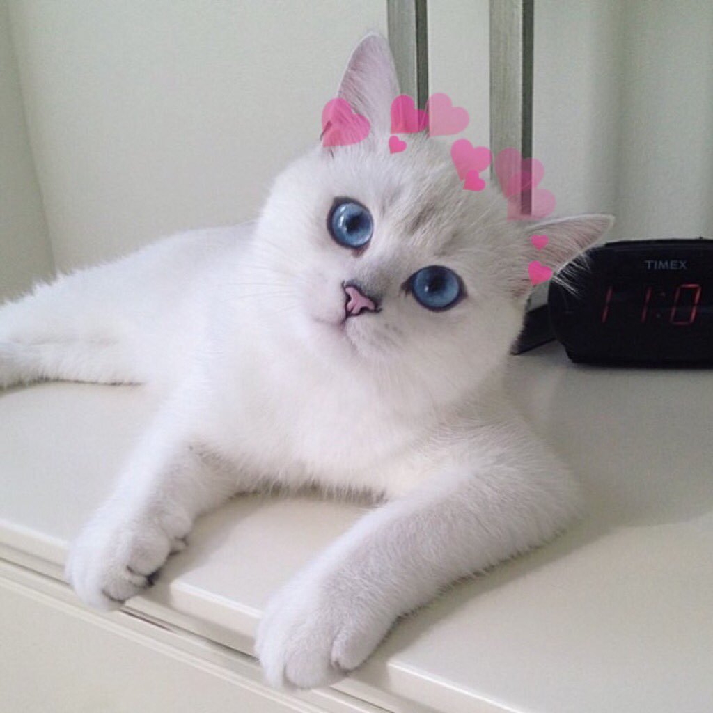 Шиншилла Пойнт Коби