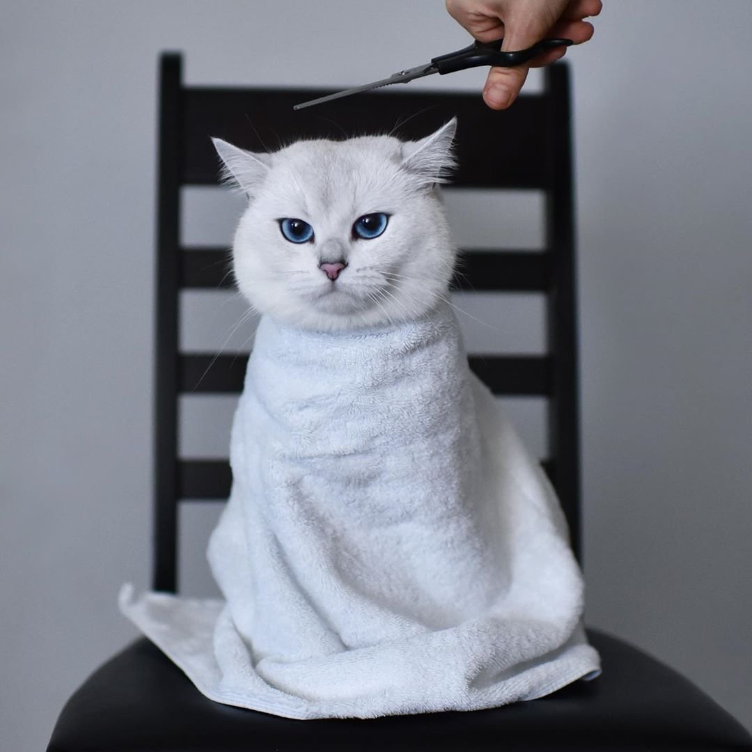 Шиншилла Пойнт Коби