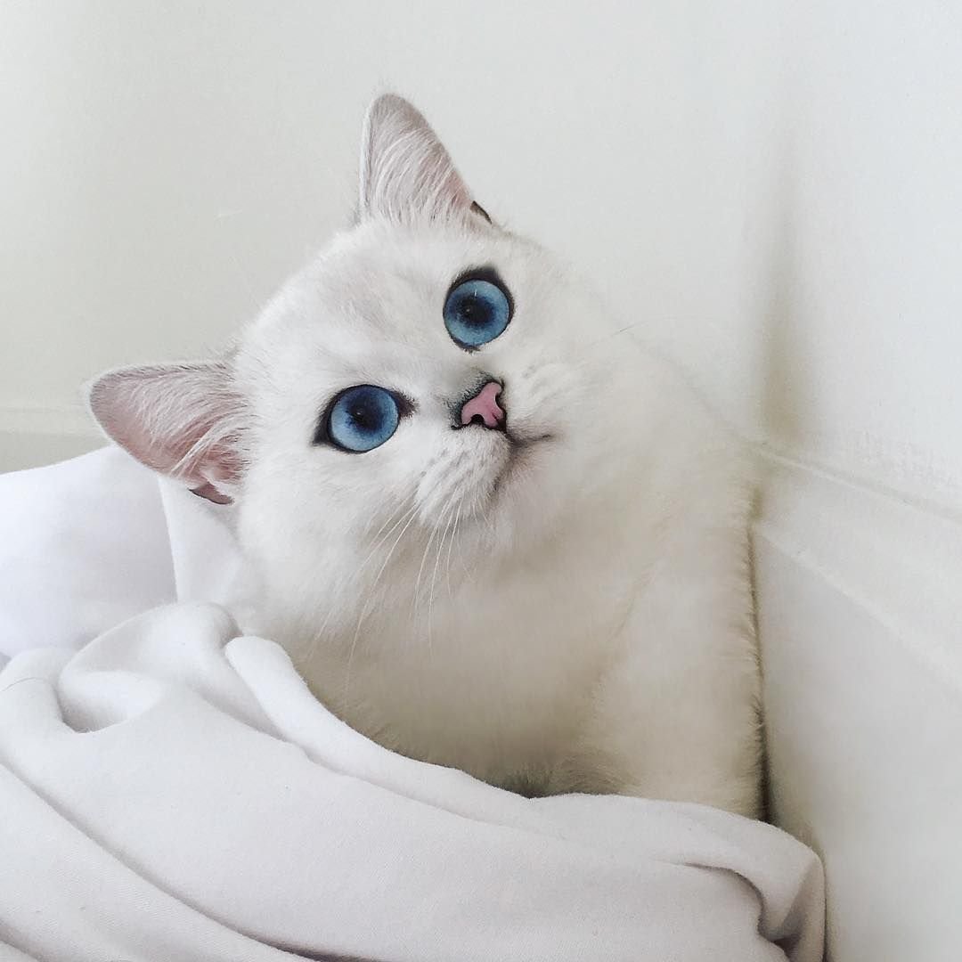 Британская шиншилла Коби кошка