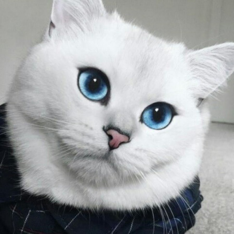 Шиншилла Пойнт Коби