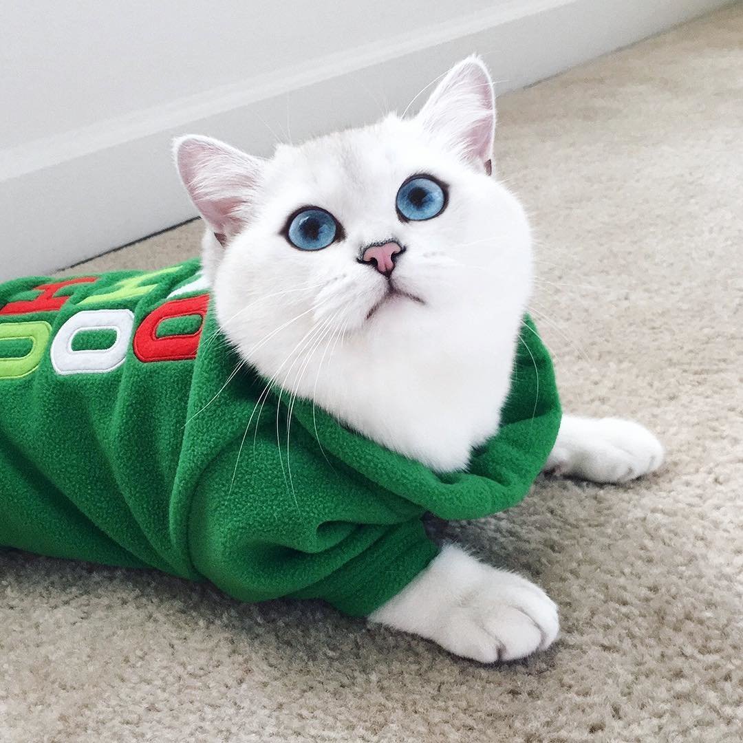 Коби порода кошек