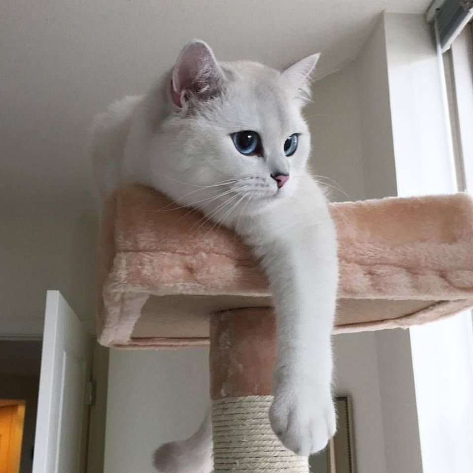 Няшные котики