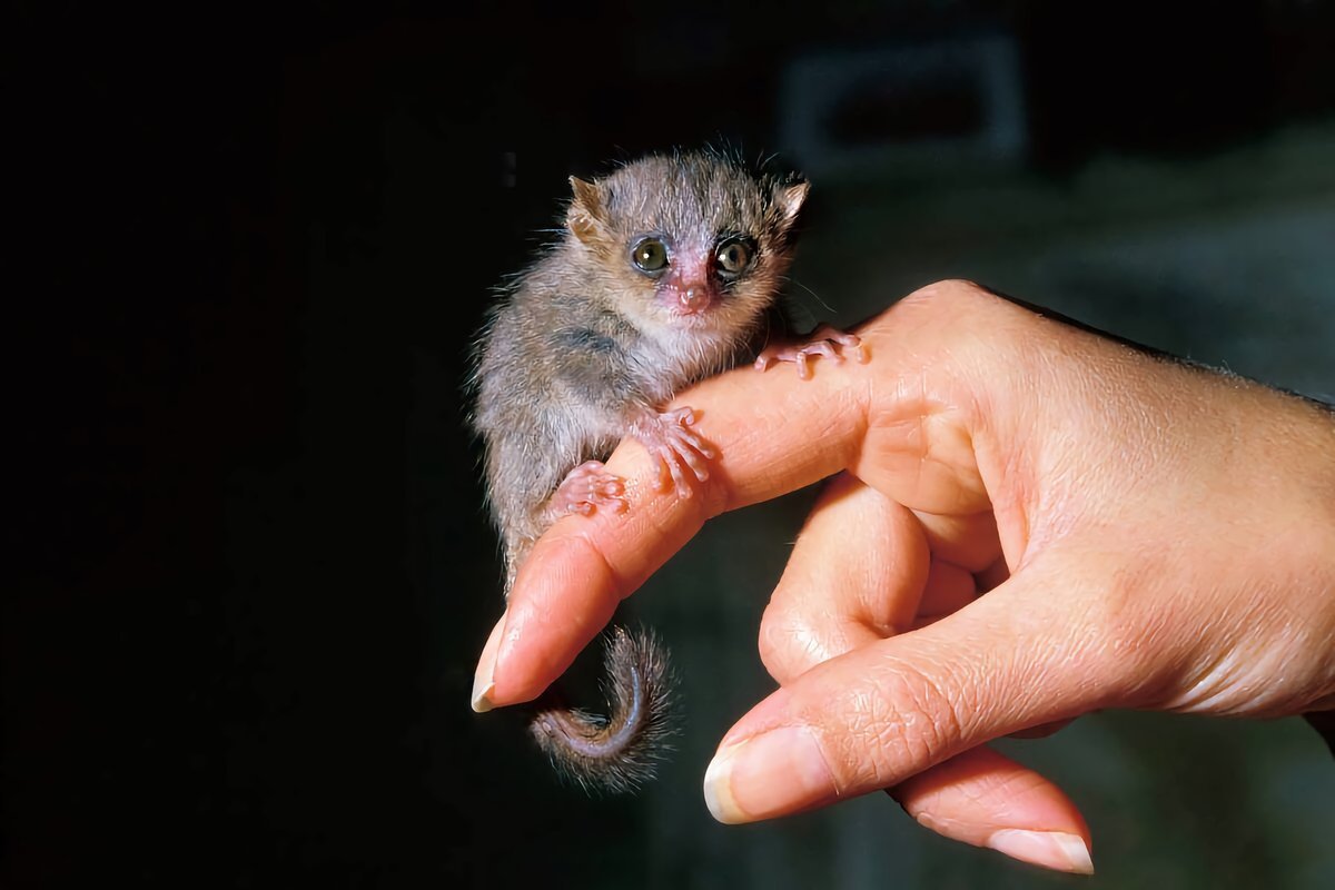 Сенегальский галаго лимур