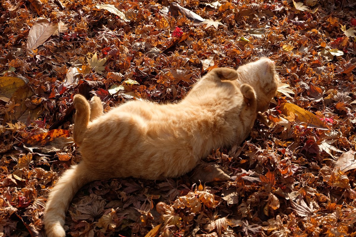 Осенний котик