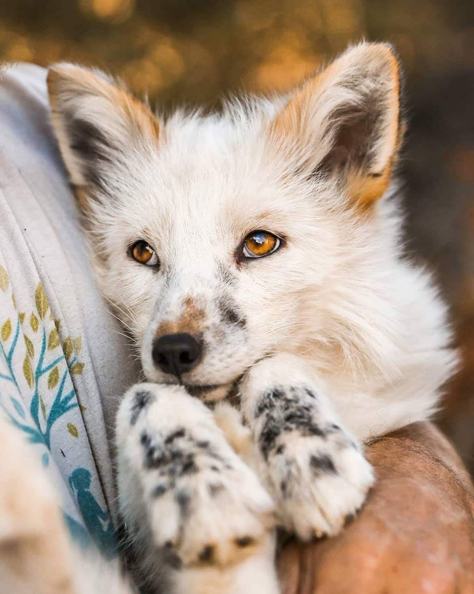 Marble Fox