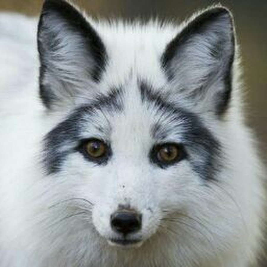 Мраморная крестовка лиса