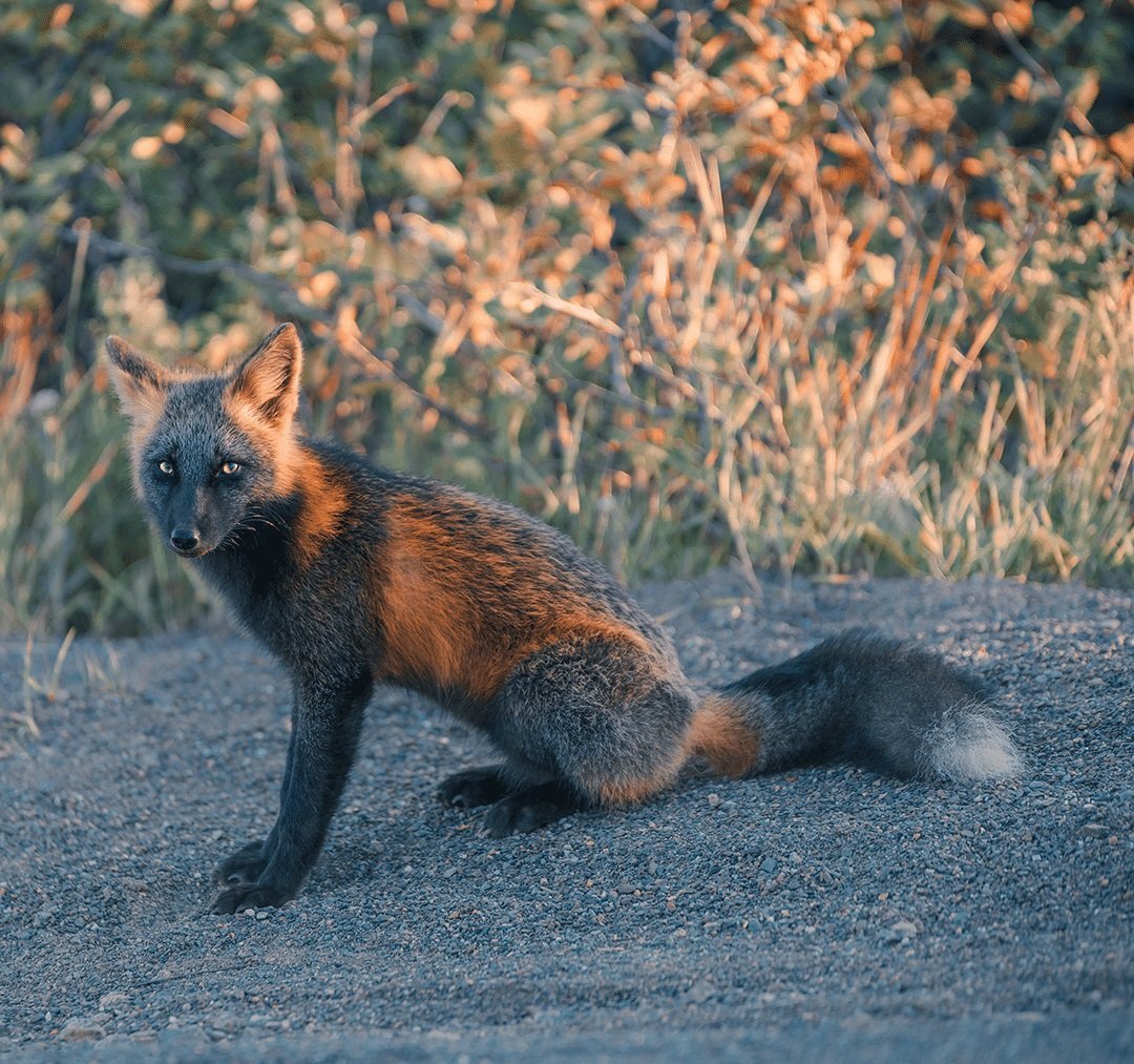 Мраморная крестовка лиса
