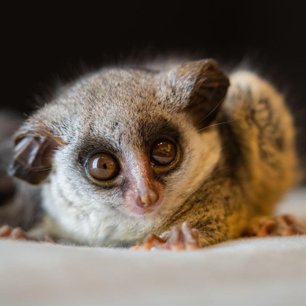 Лемур Лори с большими глазами