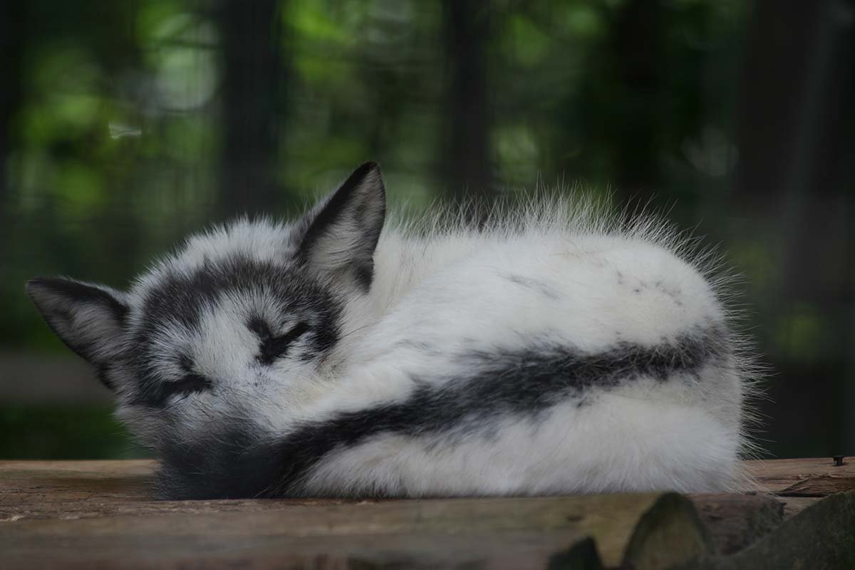 Мраморная лиса (Marble Fox)