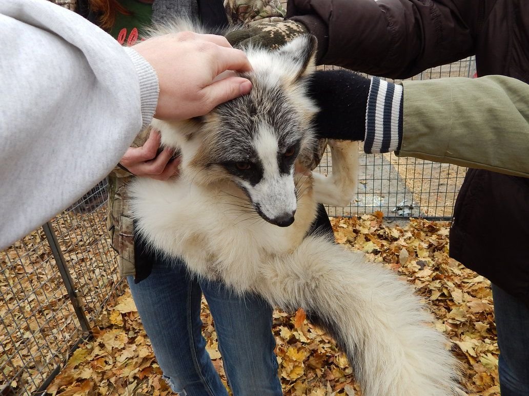 Чудо мраморная лисица